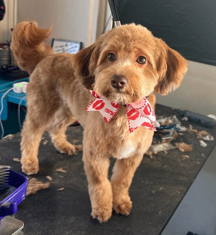 Caramel-colored dog wearing a red and white bow on a grooming table