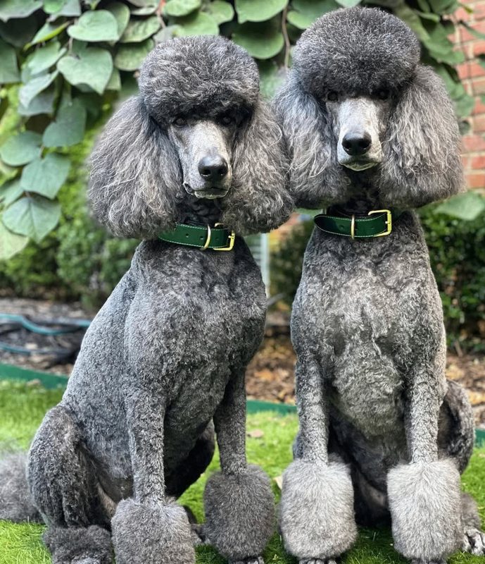 Two silver poodles wearing green collars