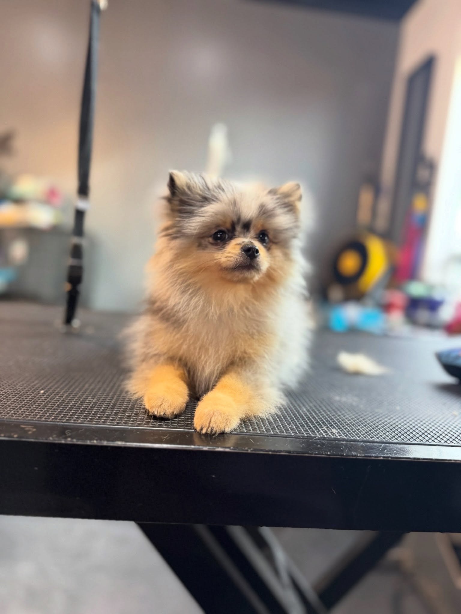 Tiny fluffy tan puppy sitting on a grooming table