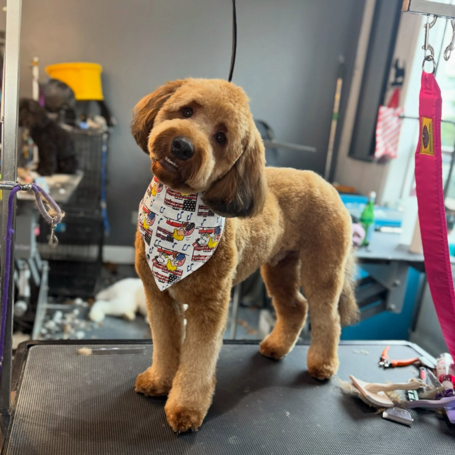 Freshly groomed brown dog wearing a patterned bandana on a grooming table at the spa